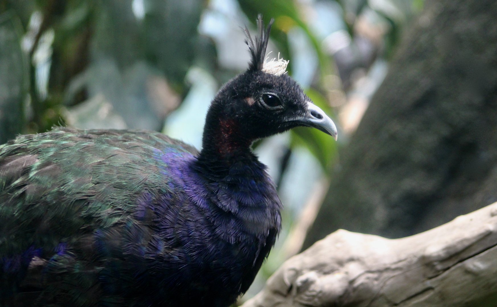 Congo Peafowl (Afropavo congensis) male