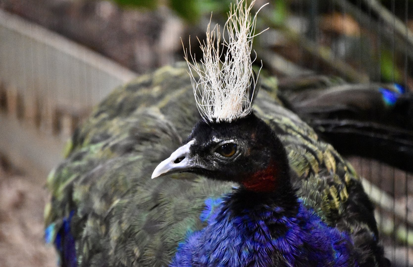 Congo Peafowl (Afropavo congensis) male