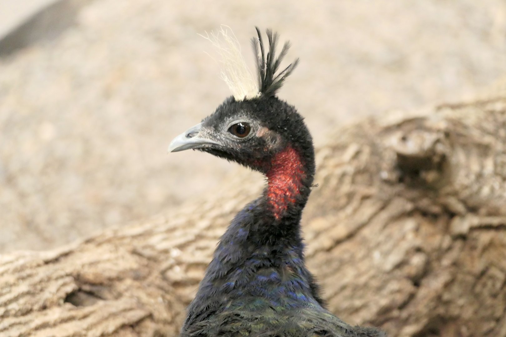 Congo Peafowl - Afropavo congensis - McNeil Avian Center