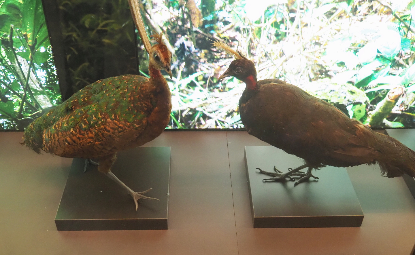Congo peafowl (Afropavo congensis) pair specimens, 2021-10-20