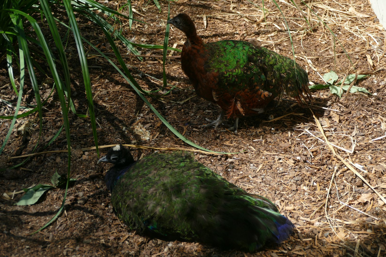 Congo Peafowl (Afropavo congensis) Pair