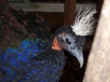 Congo Peafowl (Afropavo congensis)