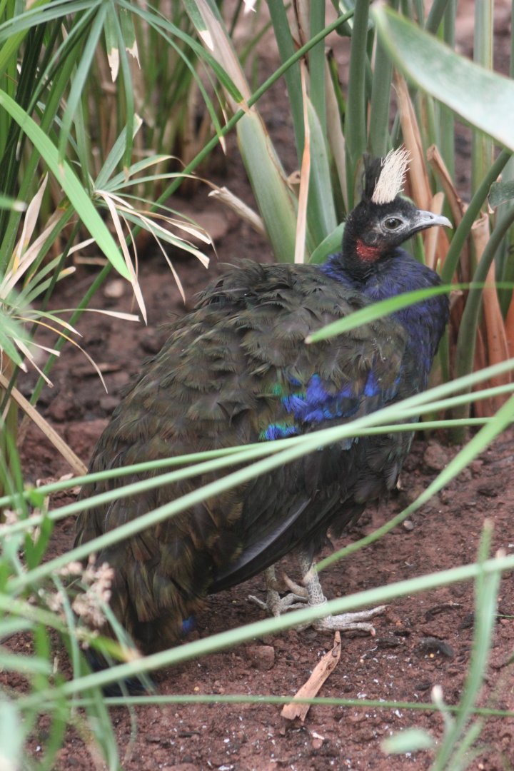 Congo peafowl (Afropavo congensis)