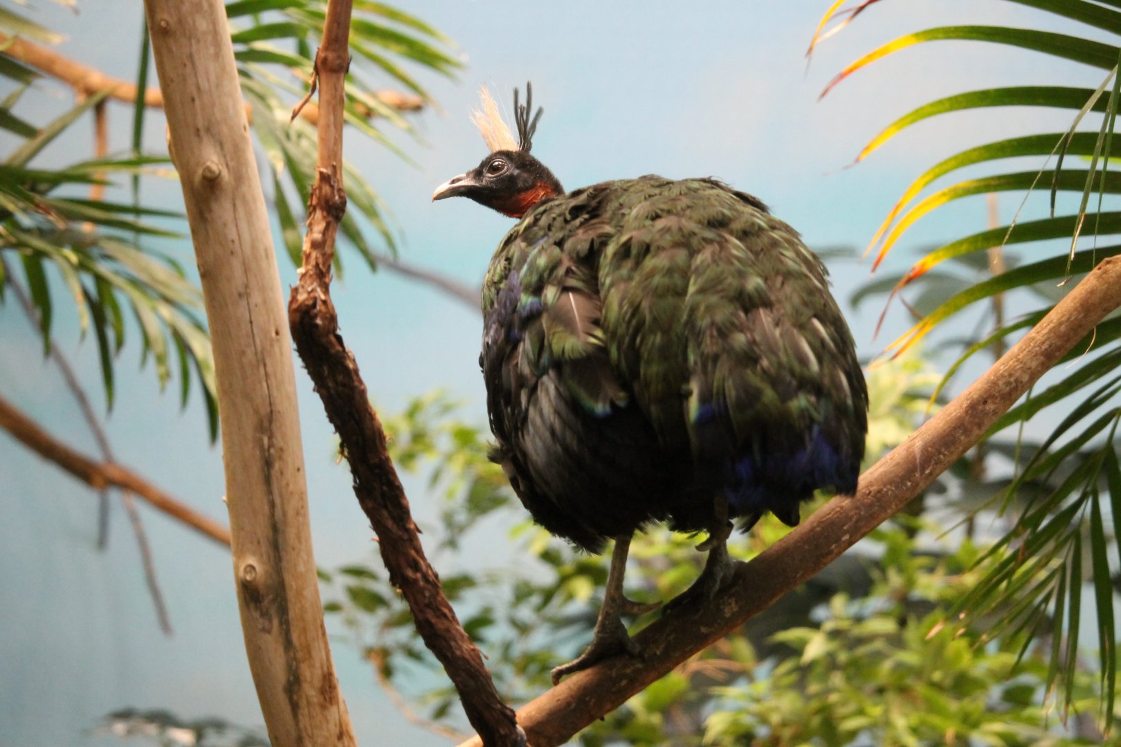 Congo peafowl (Afropavo congensis)
