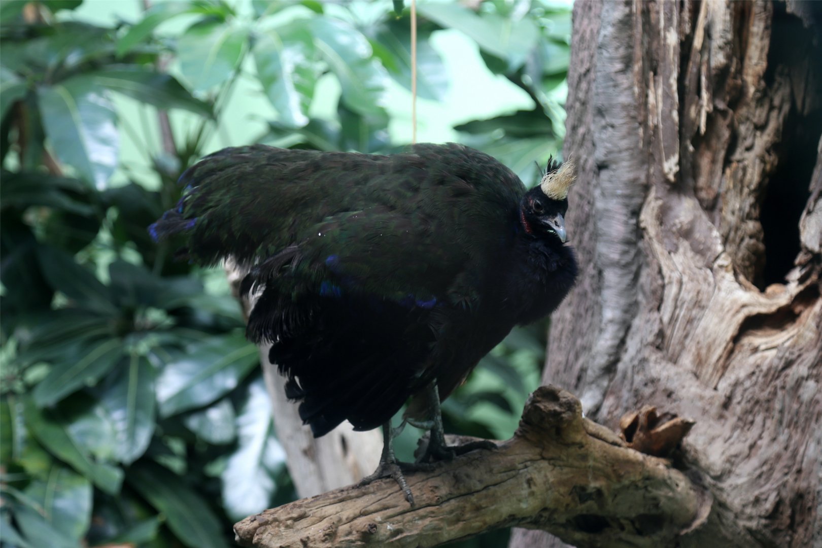 Congo Peafowl (Afropavo congensis)