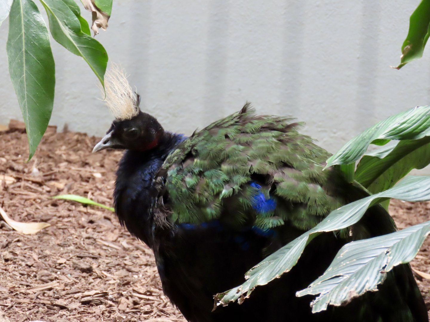 Congo Peafowl (Afropavo congensis)