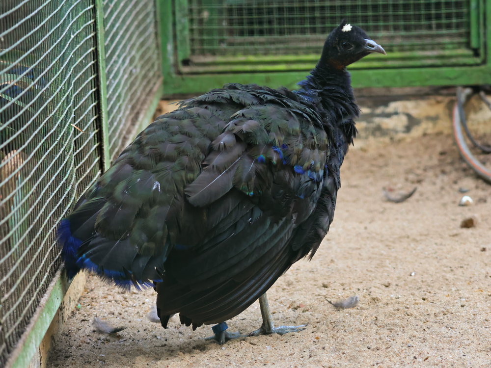 Congo peafowl (Afropavo congensis)