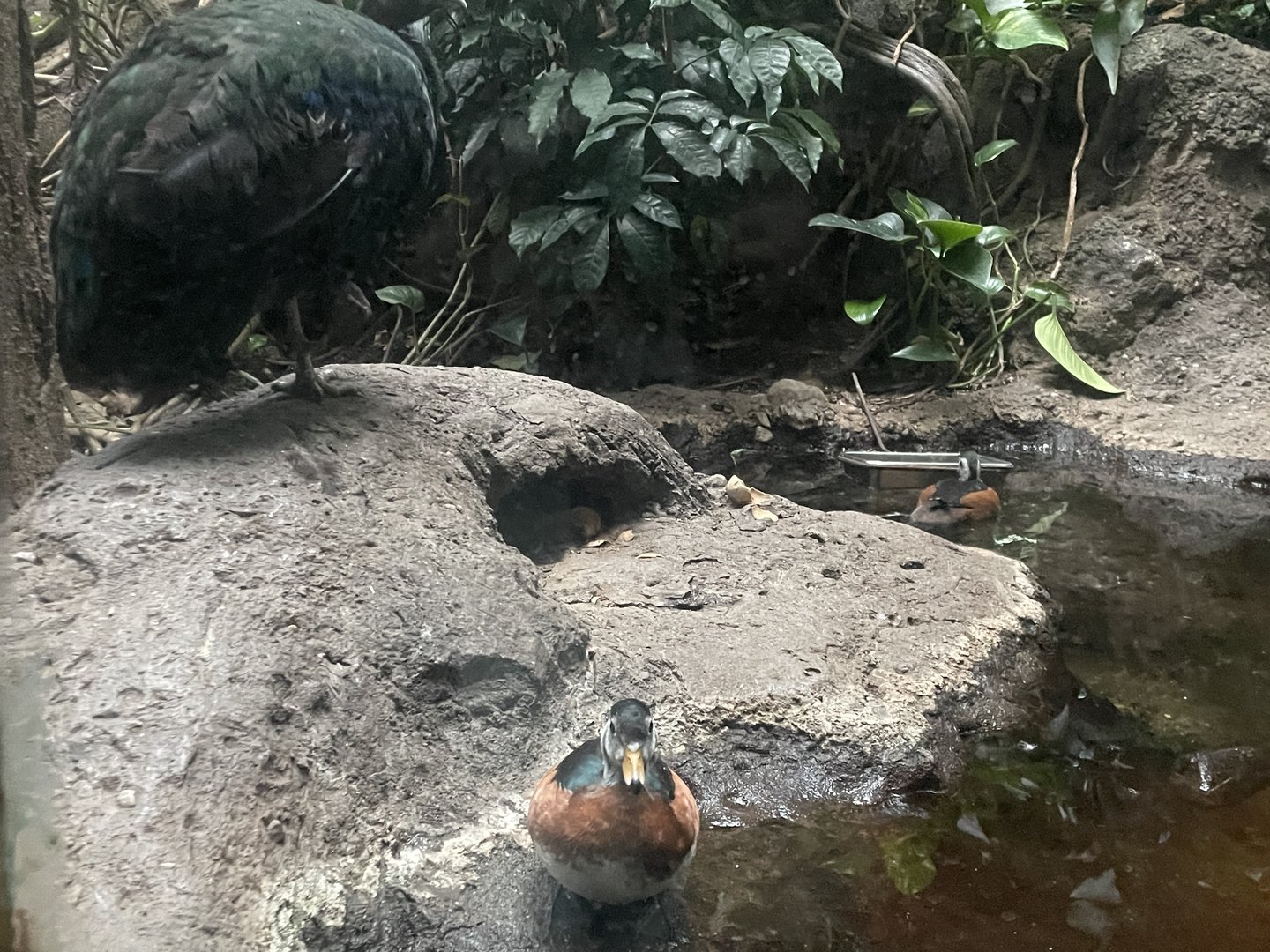 Congo peafowl and African pygmy geese