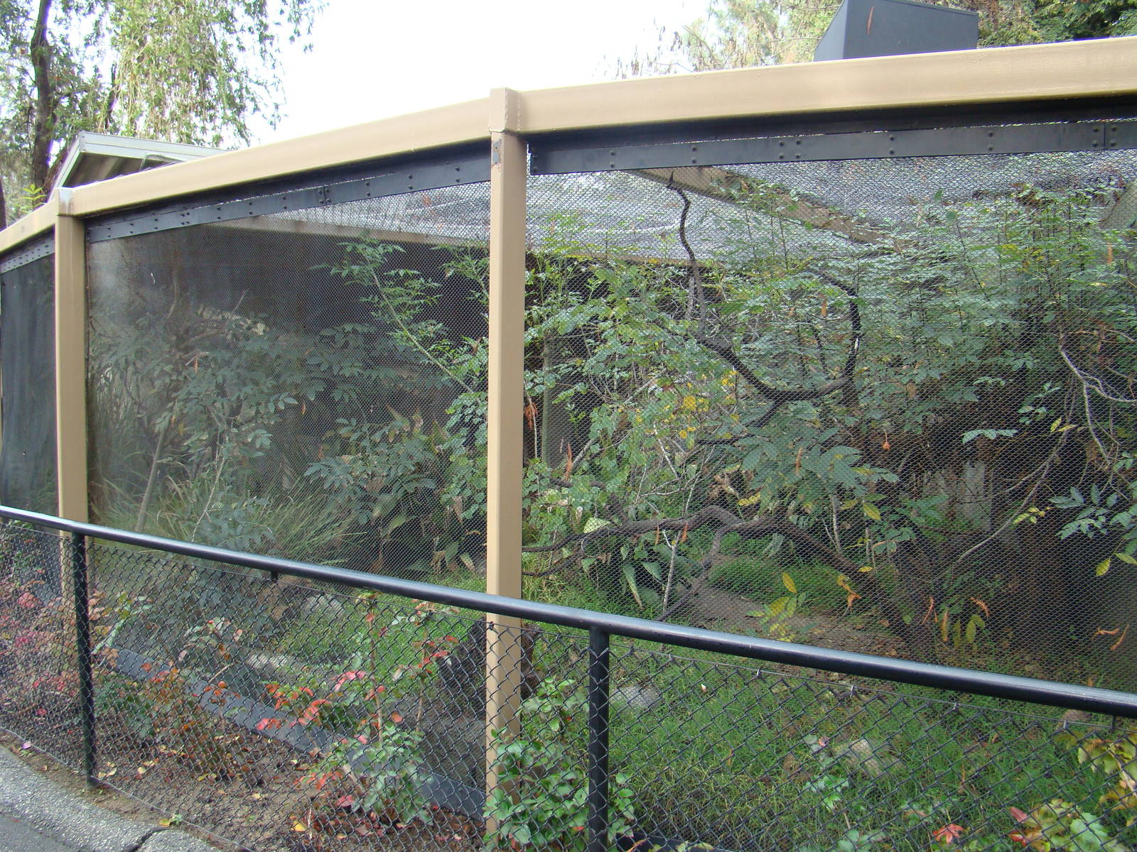 Congo Peafowl aviary