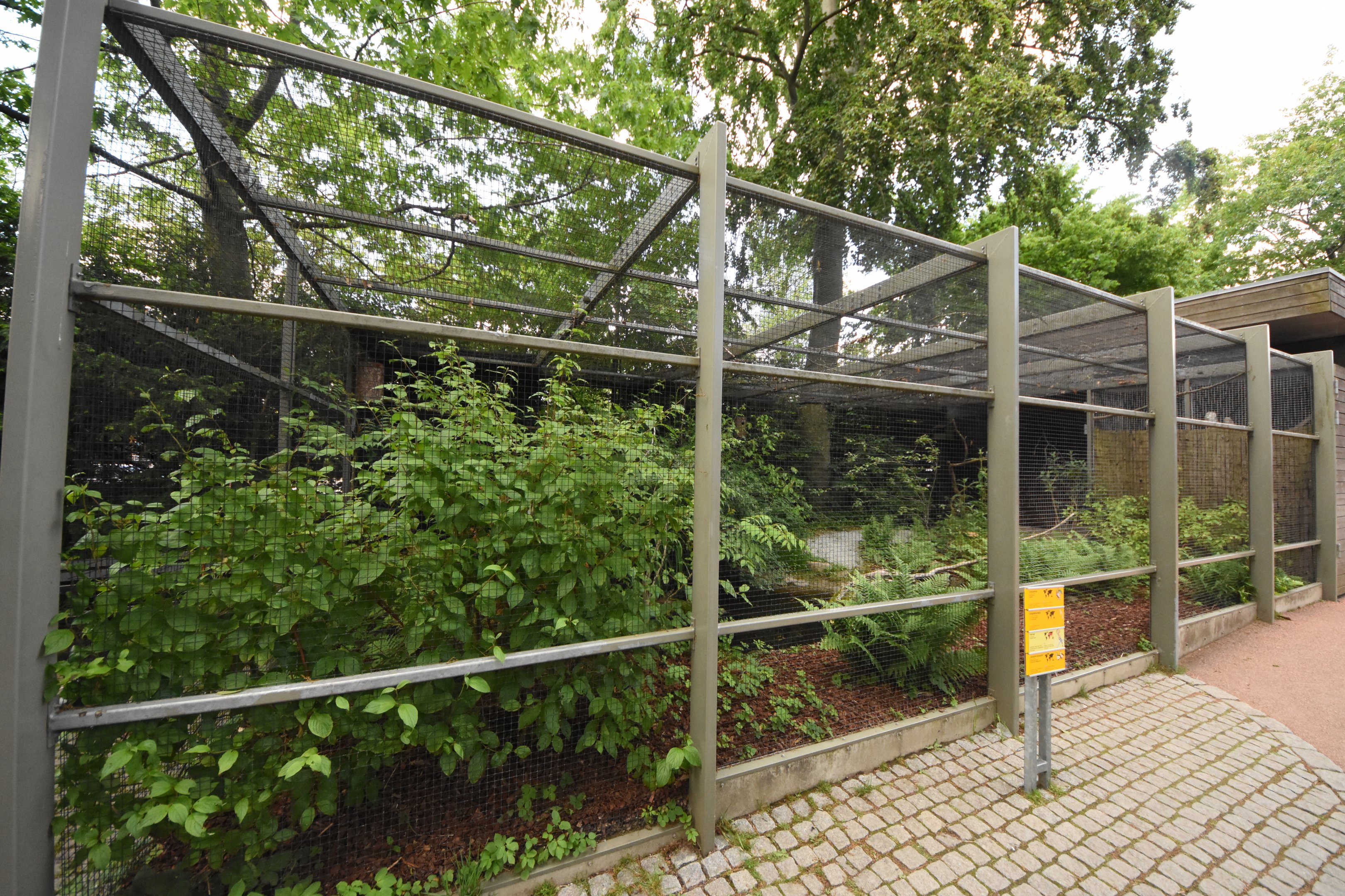 Congo peafowl aviary