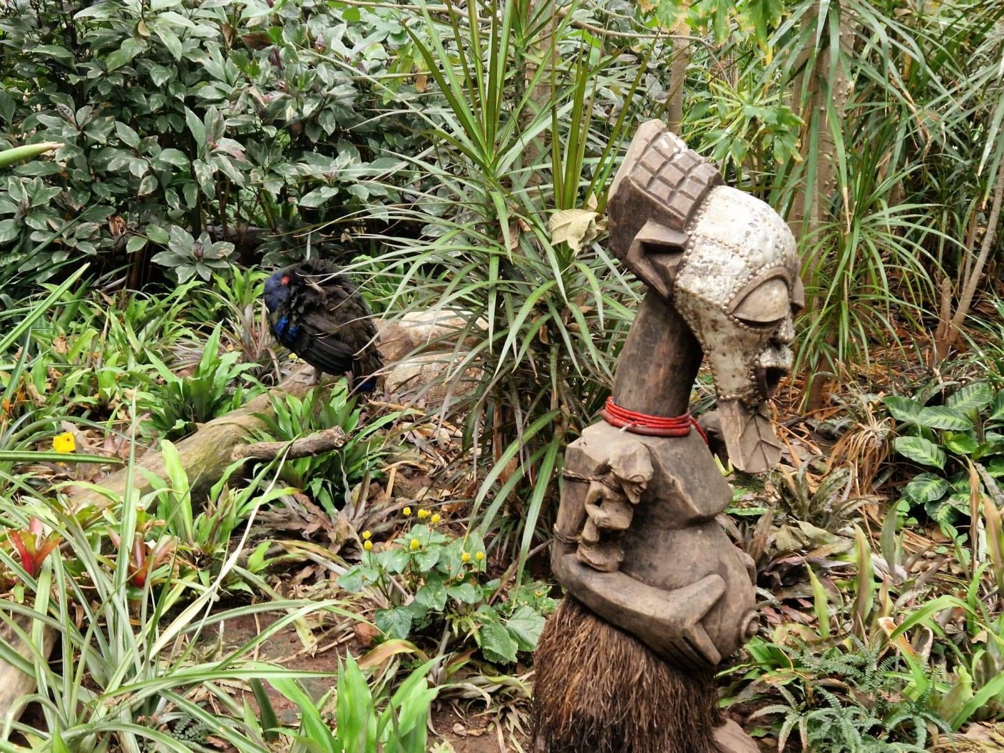 Congo Peafowl behind African statue