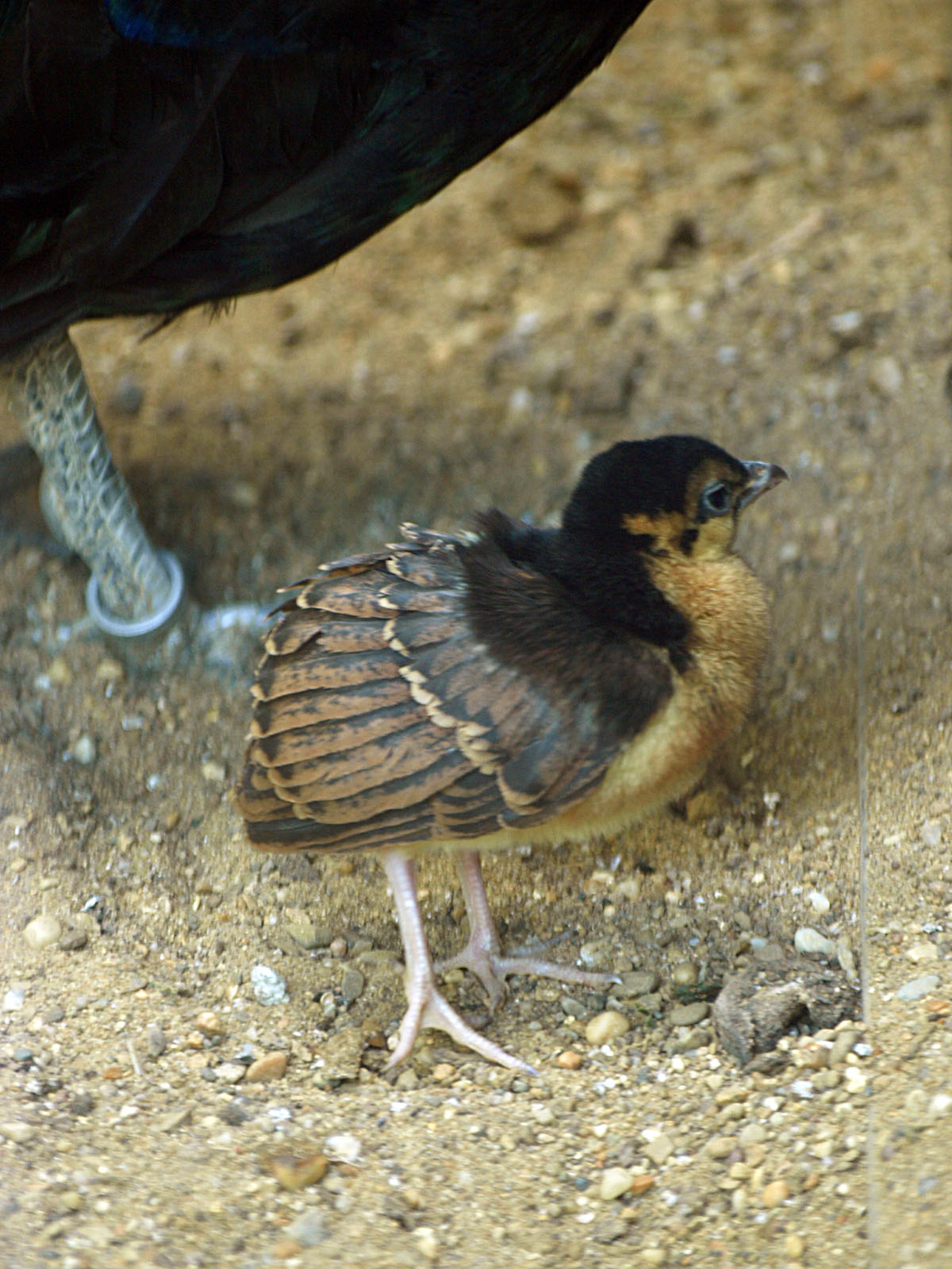 Congo peafowl chick