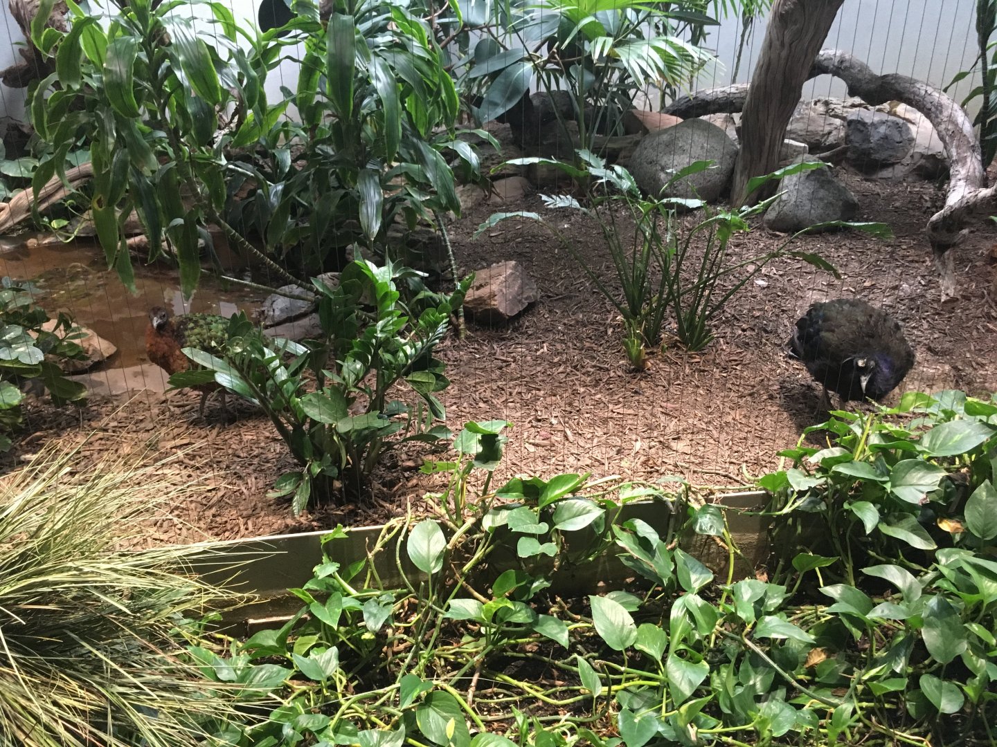 Congo Peafowl Exhibit