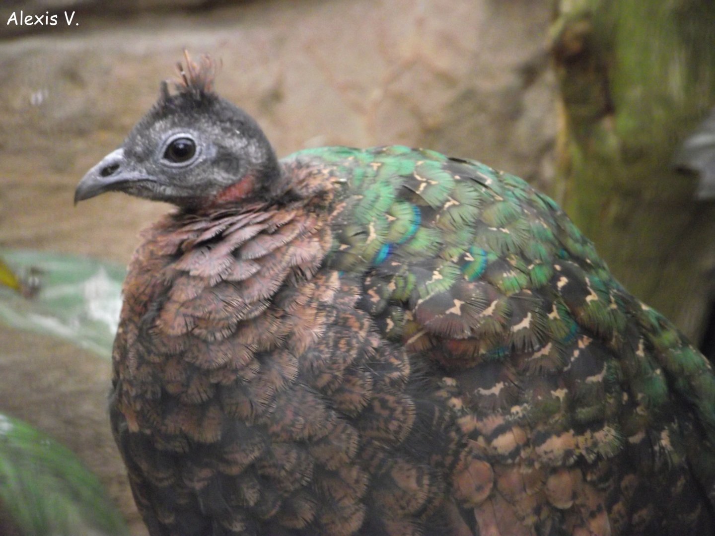 Congo Peafowl, female - Zooparc de Beauval - 02/2014