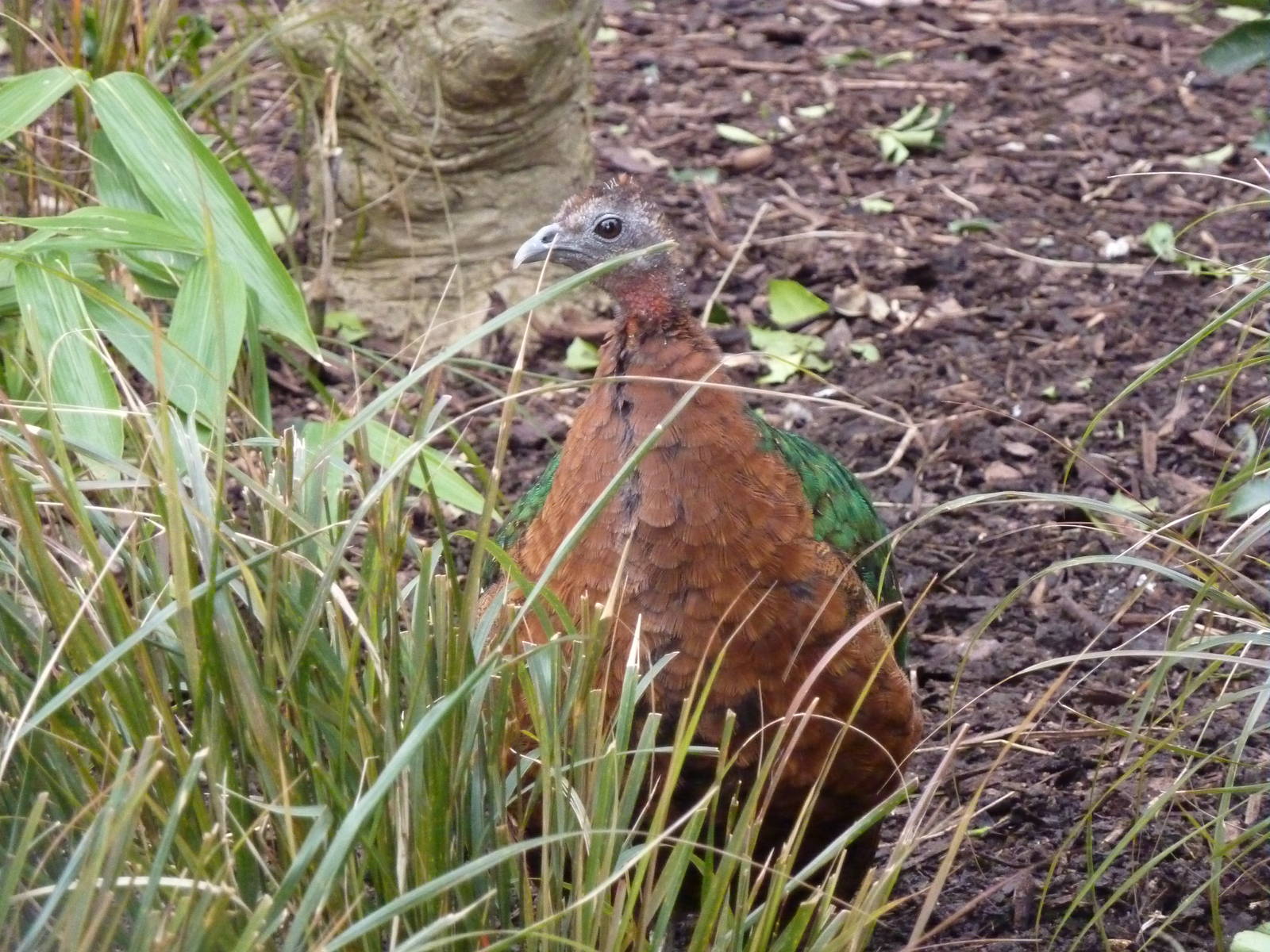 Congo Peafowl, female