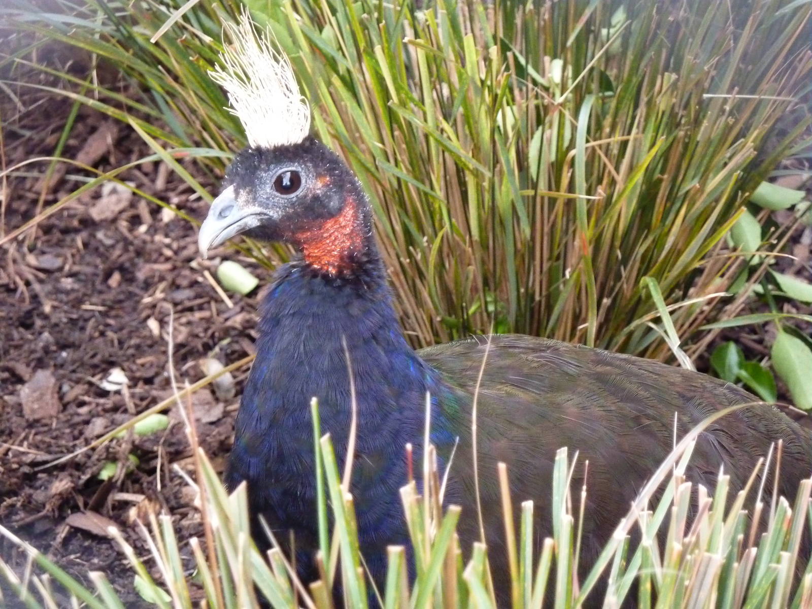 Congo Peafowl, male