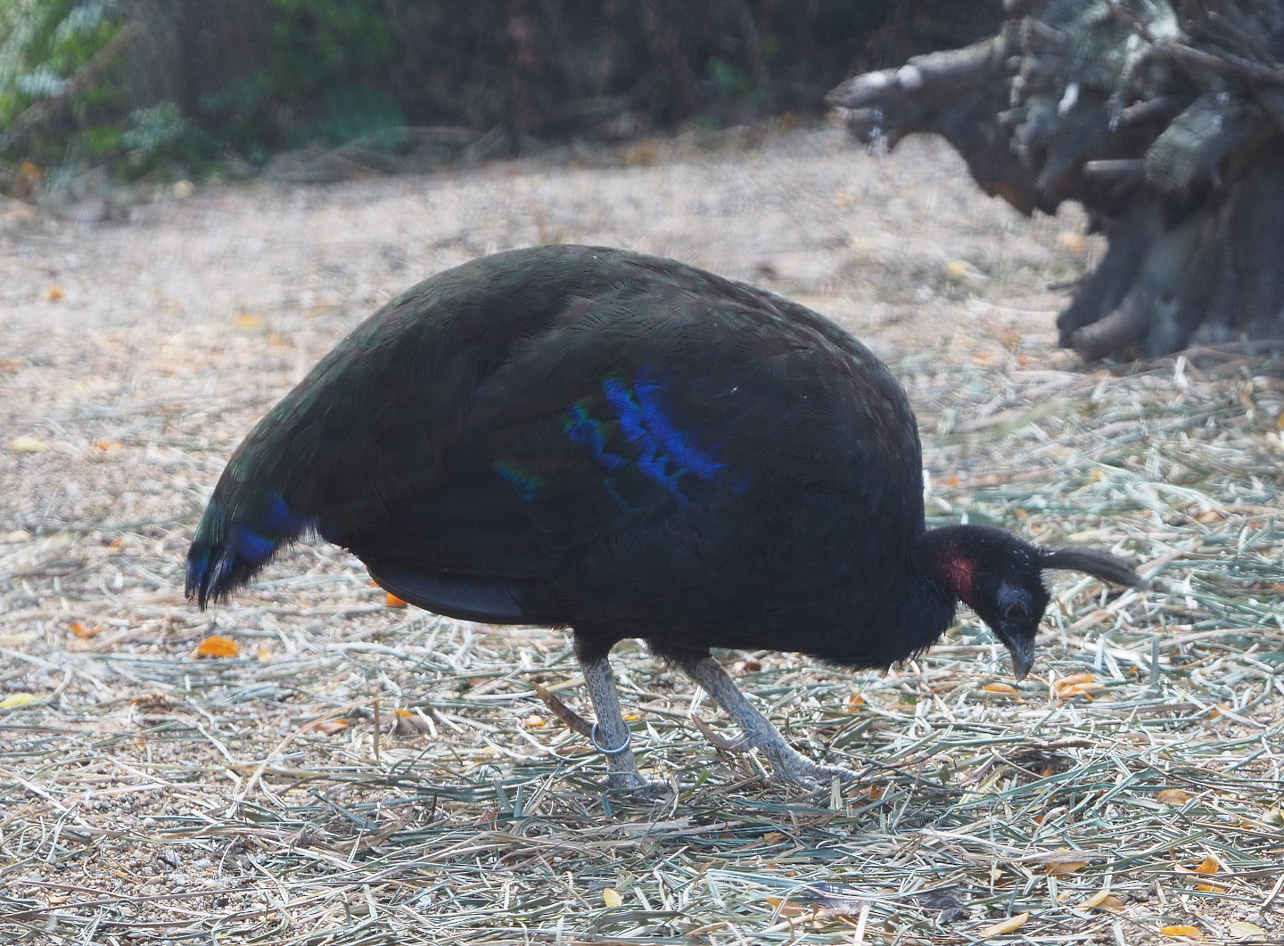 Congo peafowl rooster (Afropavo congensis), 2020-09-16