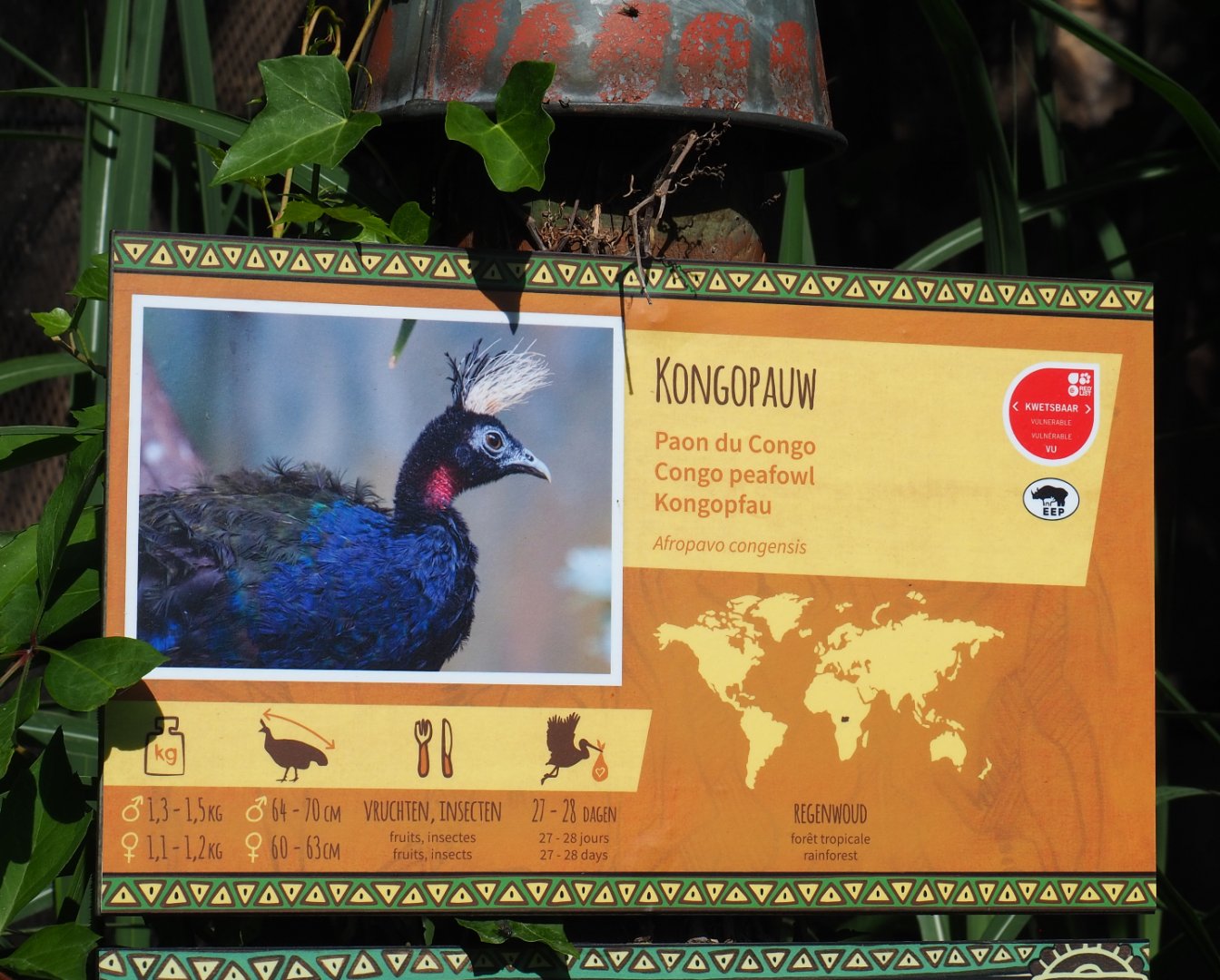 Congo peafowl signage, 2020-06-12