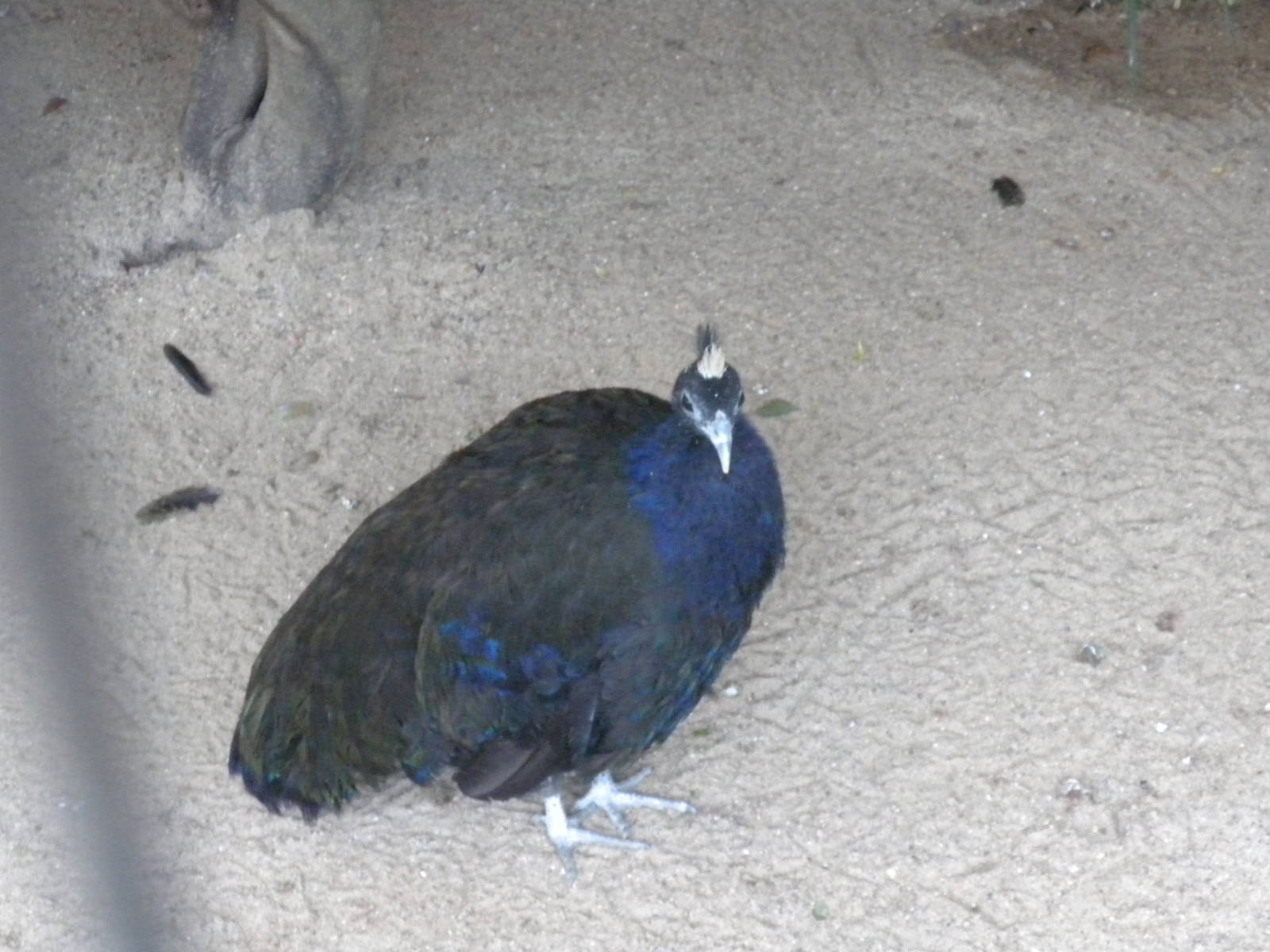 Congo Peafowl