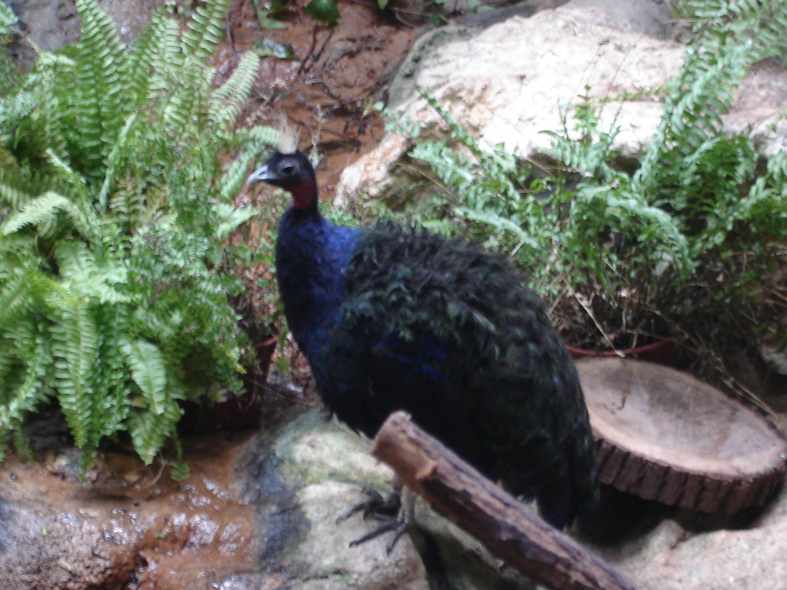 Congo Peafowl