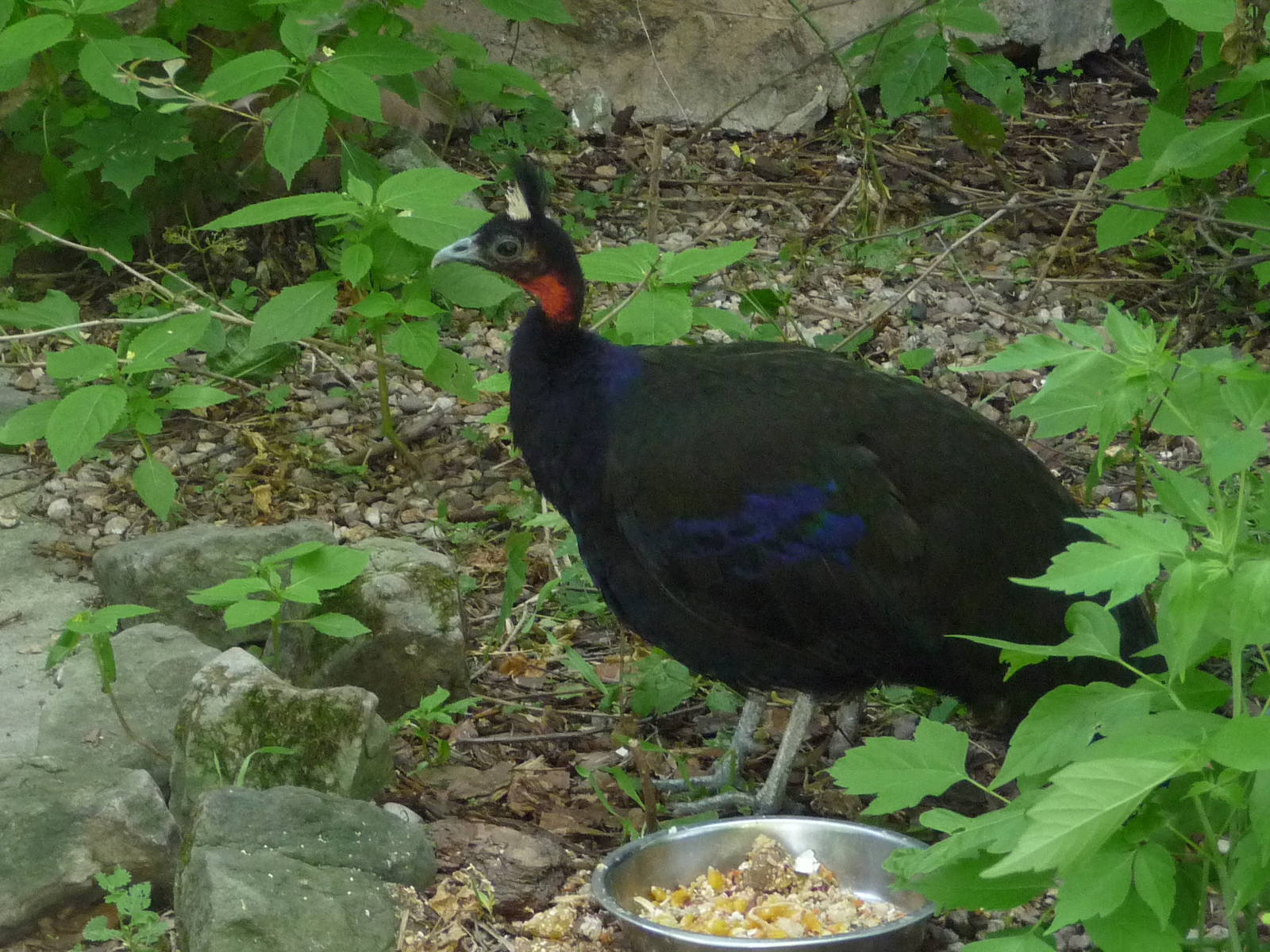 Congo peafowl