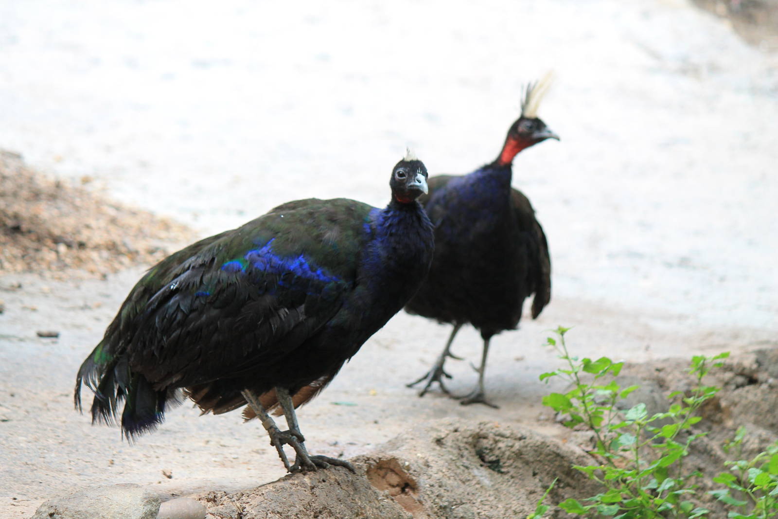Congo Peafowl