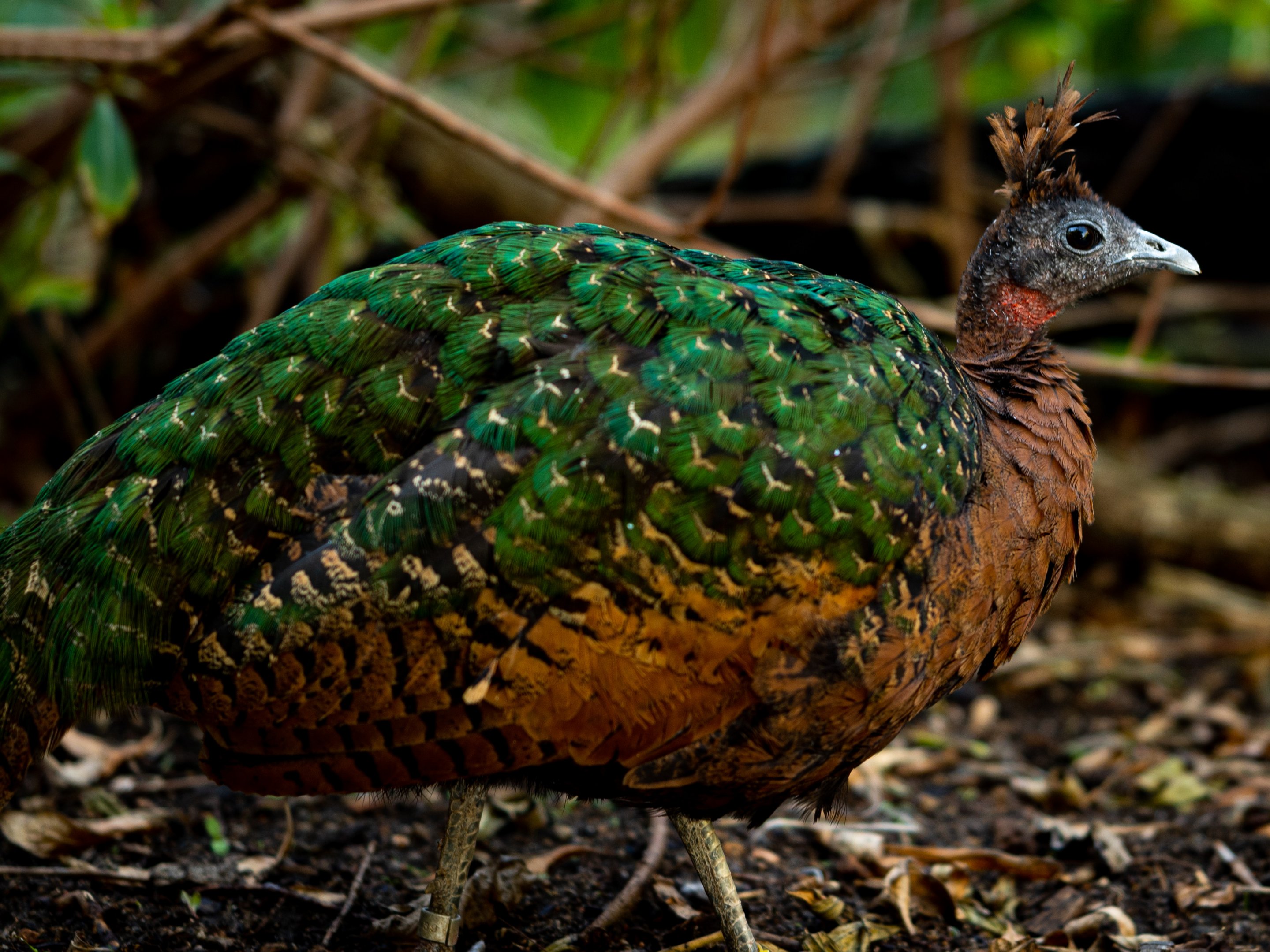 Congo Peafowl