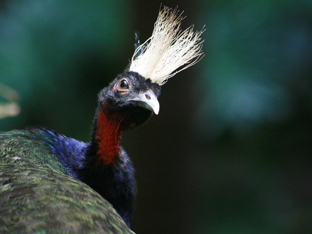 Congo Peafowl