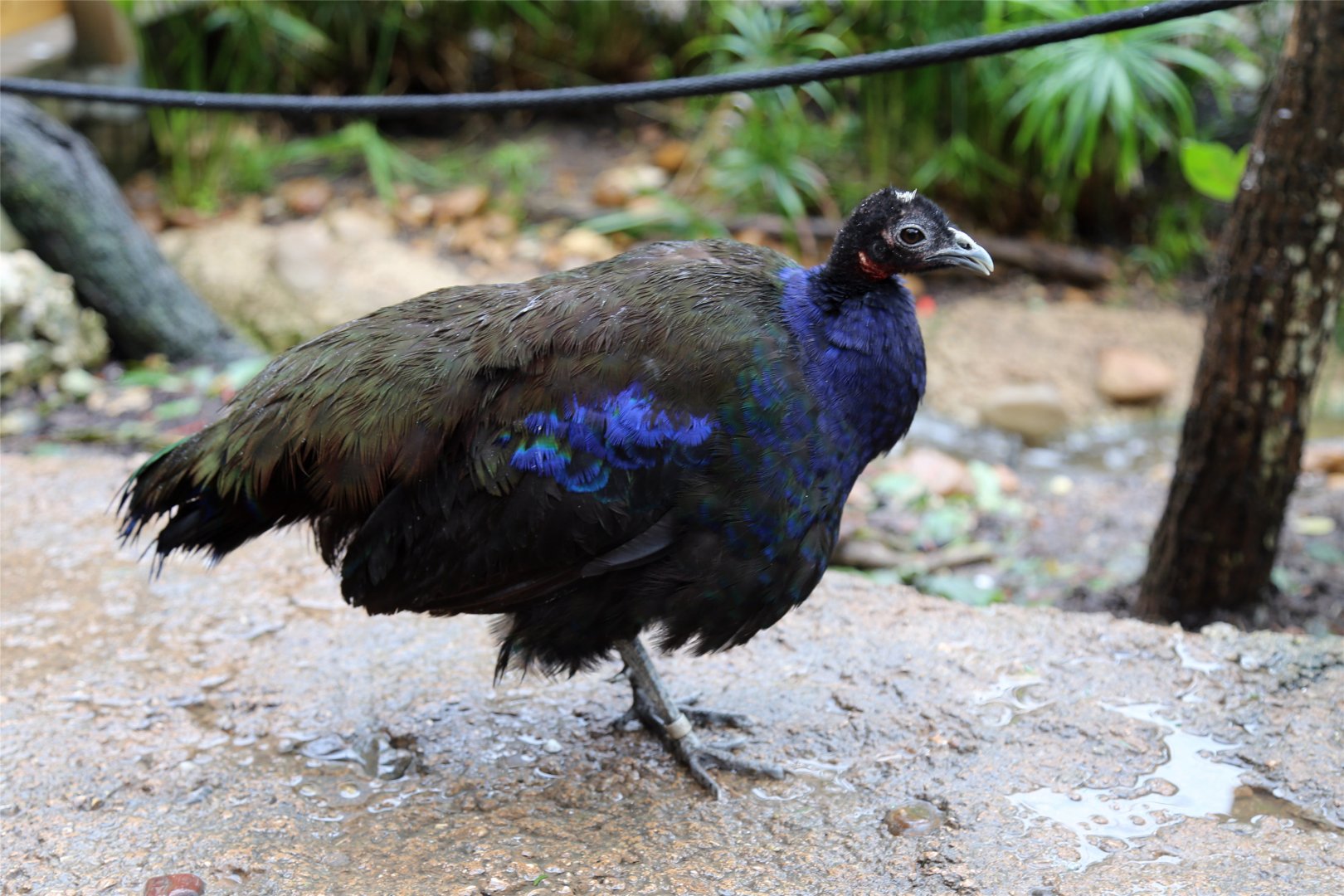 Congo Peafowl