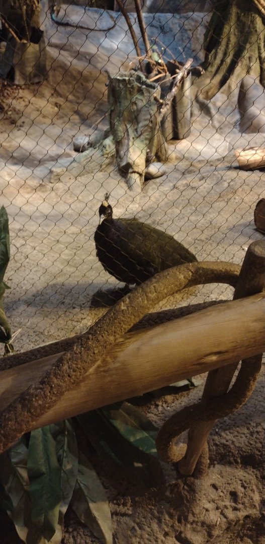 Congo peafowl