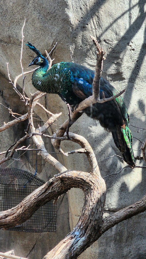 Congo Peafowl