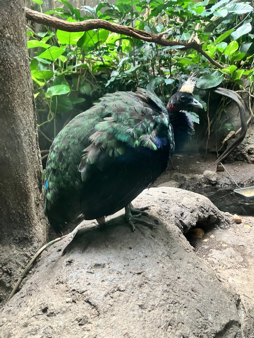 Congo Peafowl