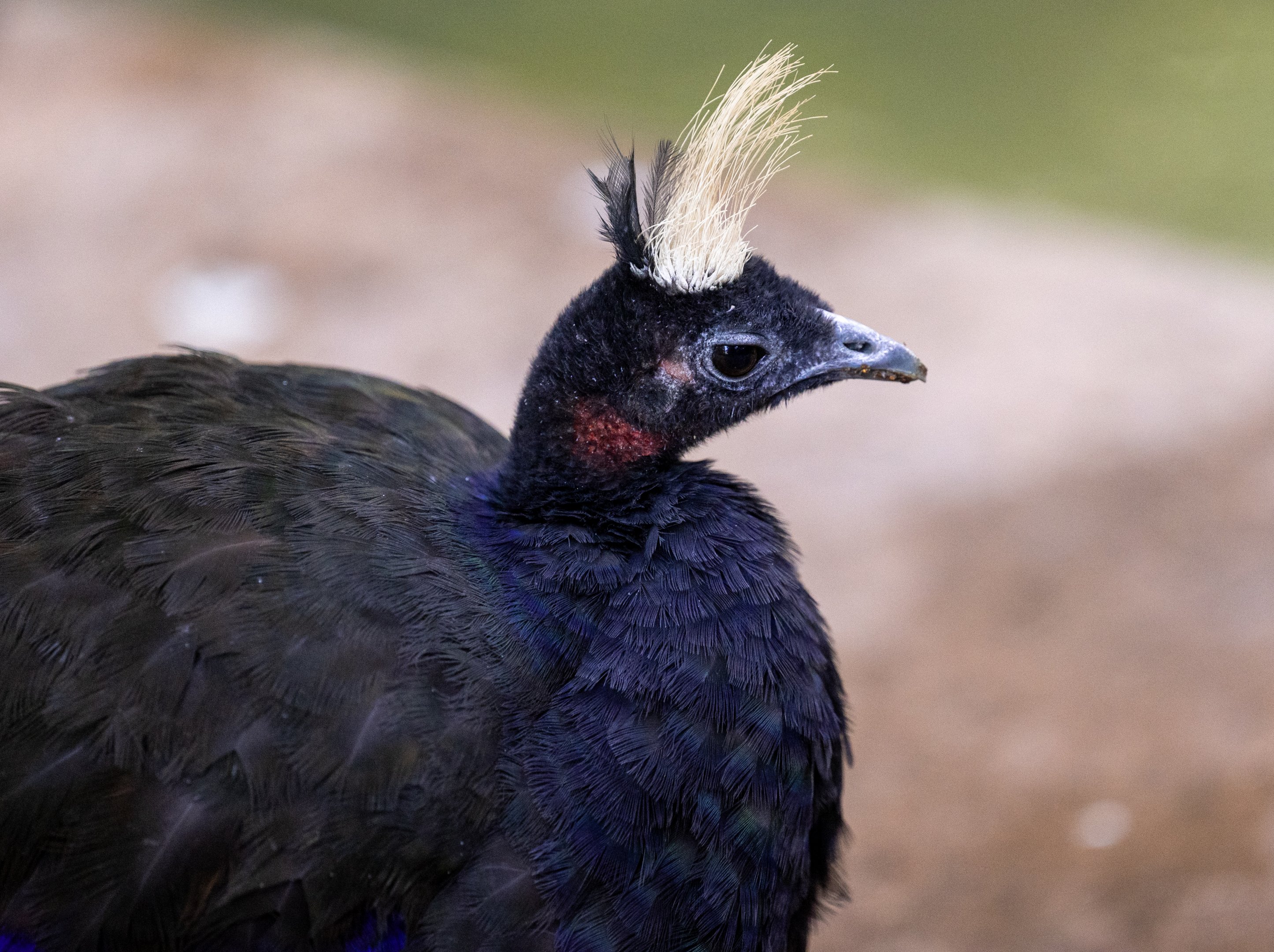 Congo Peafowl