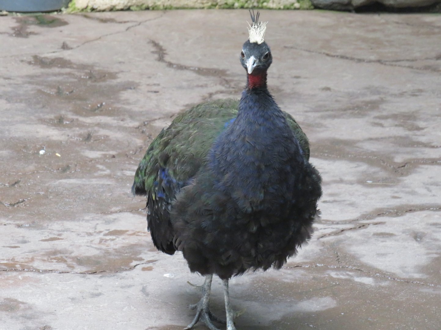 Congo peafowl