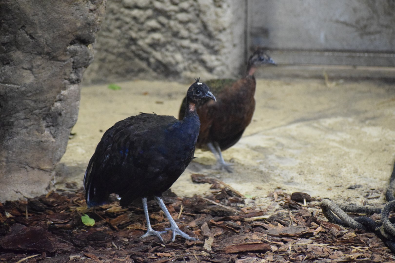 Congo peafowl