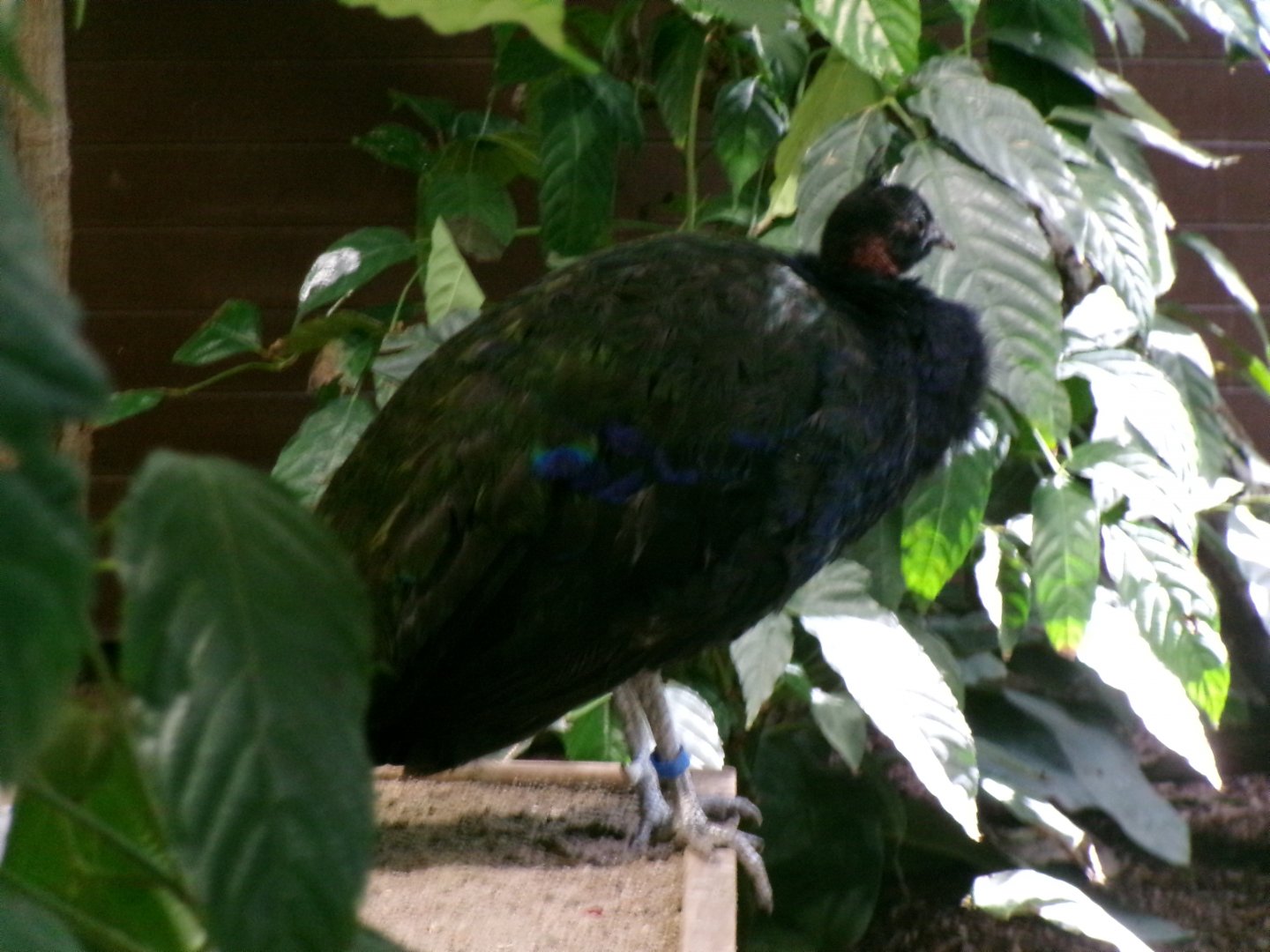 Congo peafowl