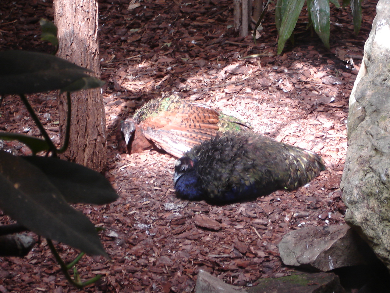 Congo peafowls