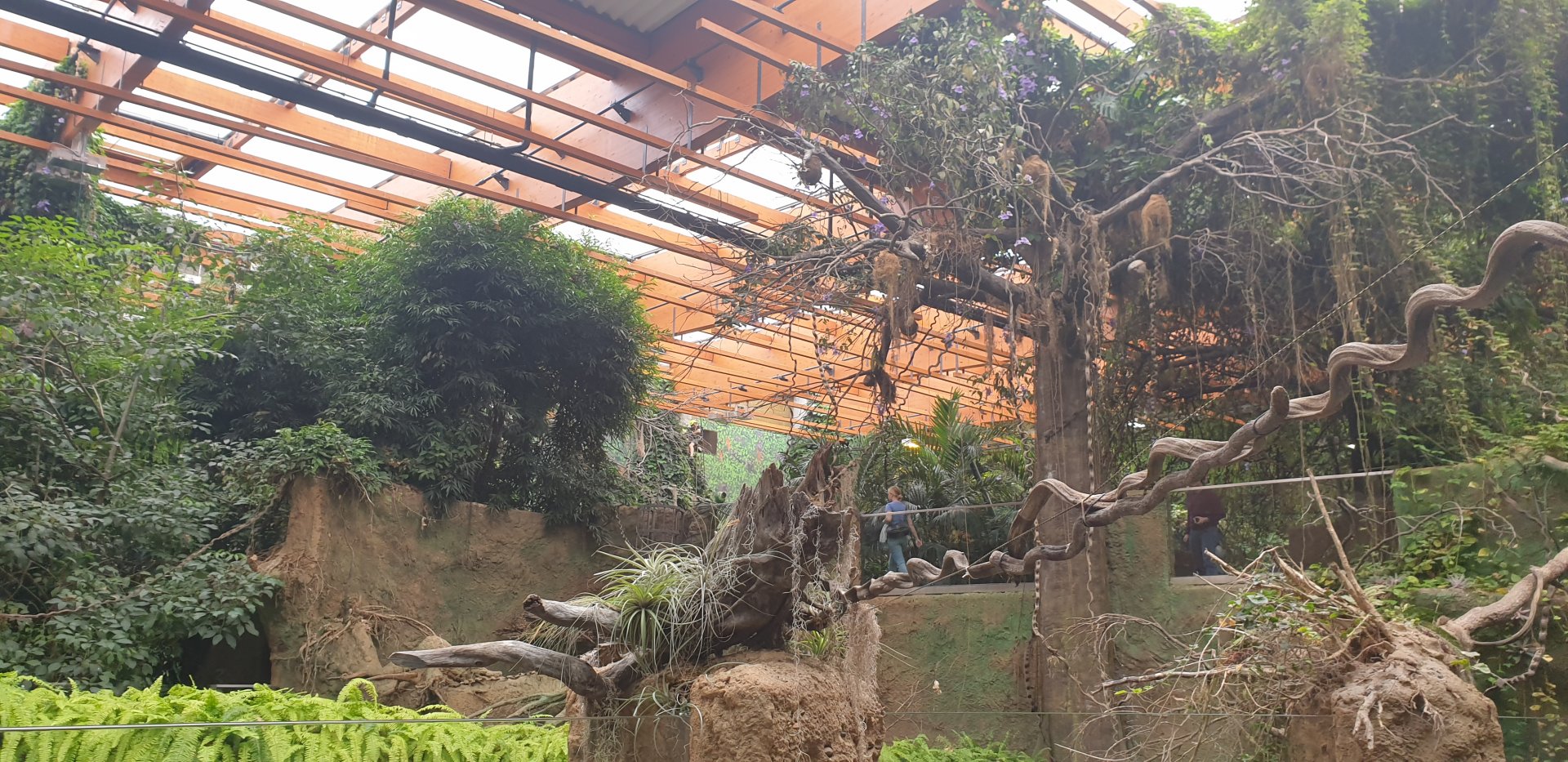 Congo Rainforest, Afrykarium