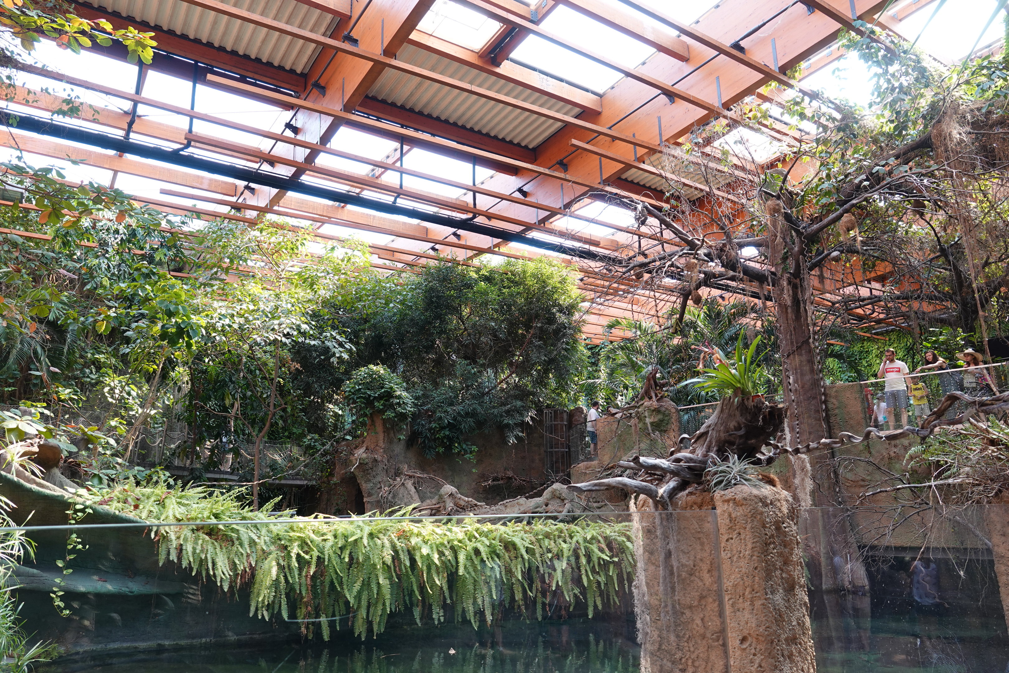 Congo Rainforest at the Afrykarium.