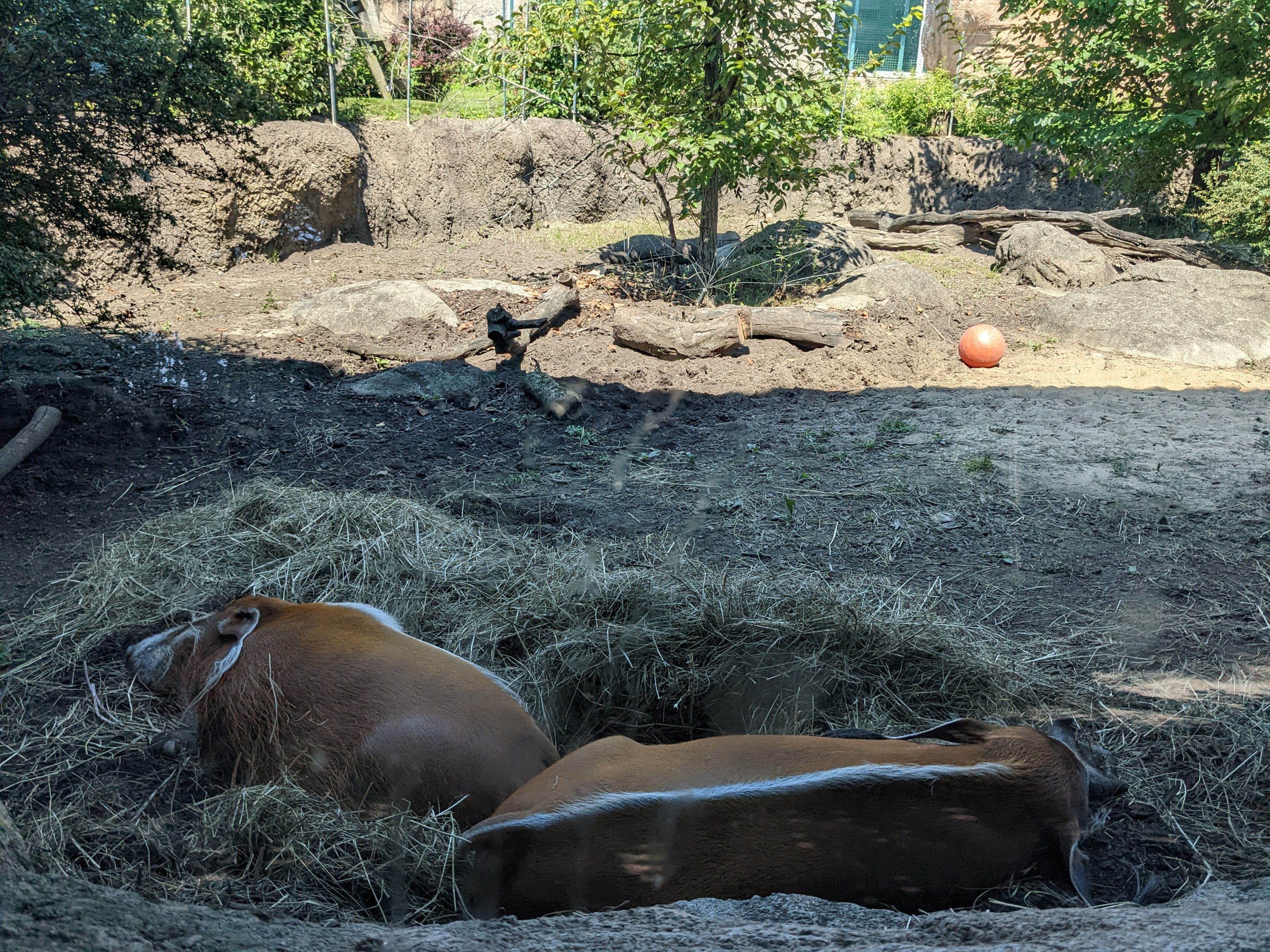 Congo - Red river hogs