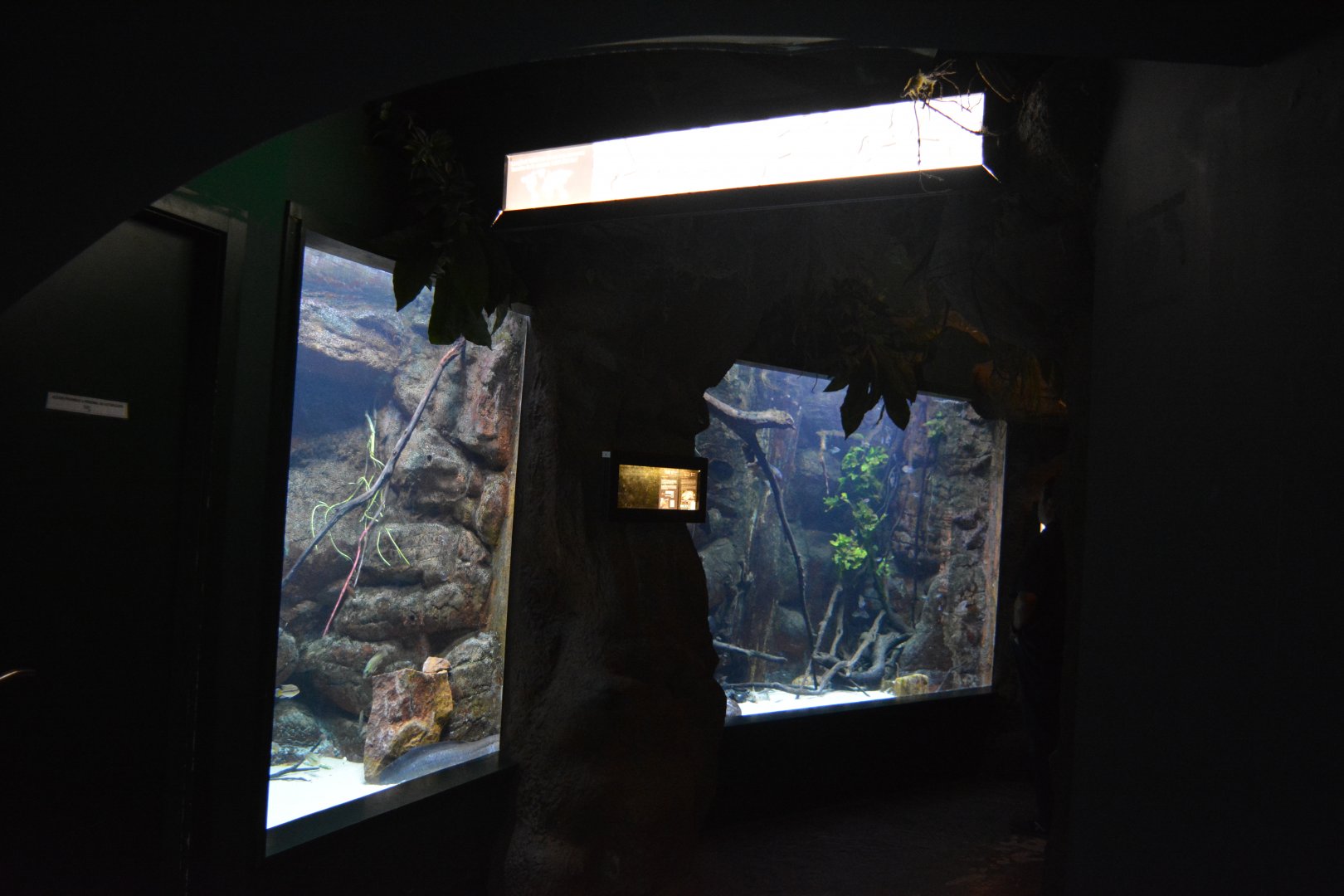 Congo River aquariums