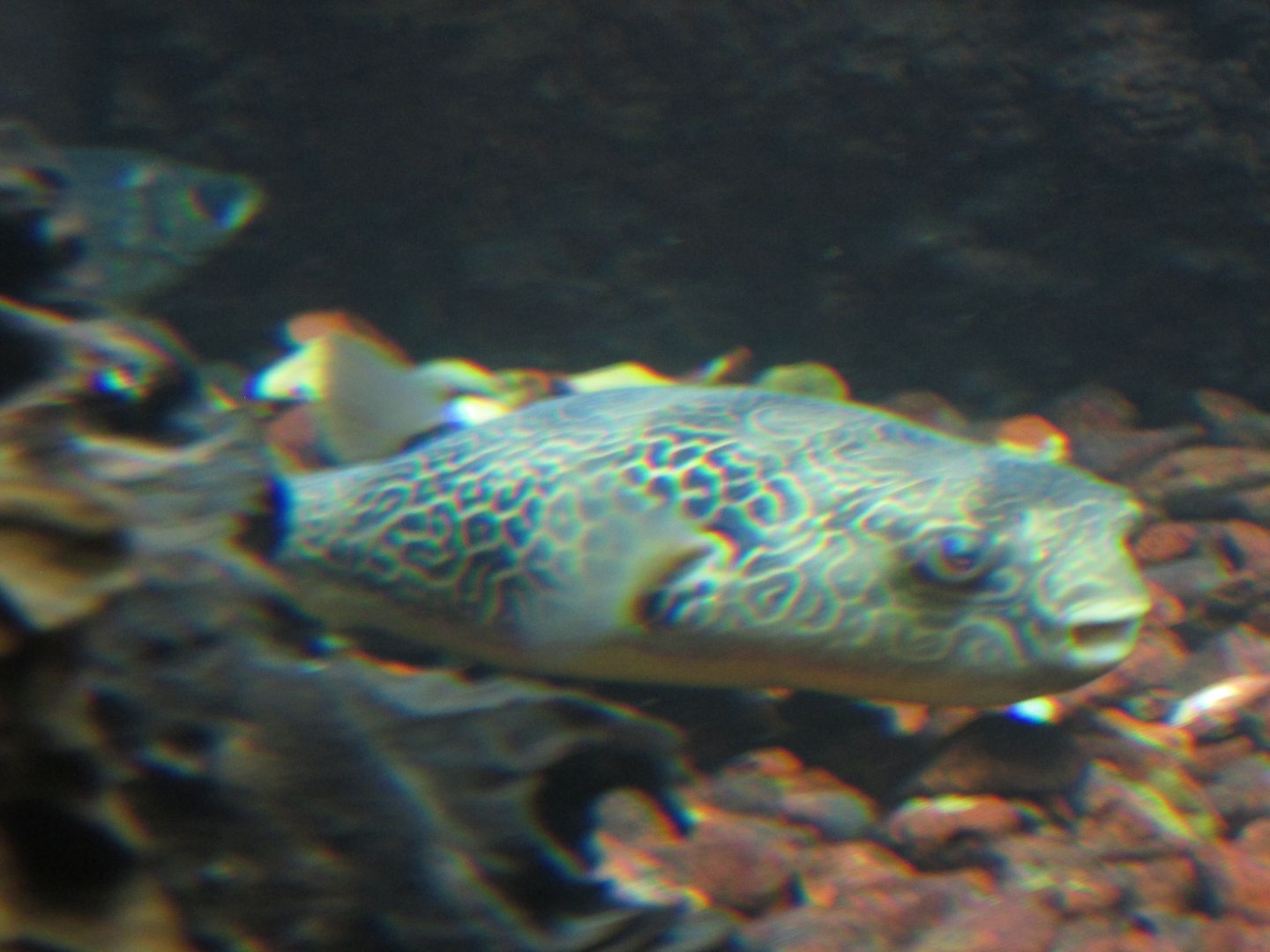 congo river puffer