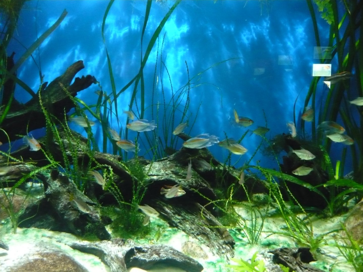 Congo river tank