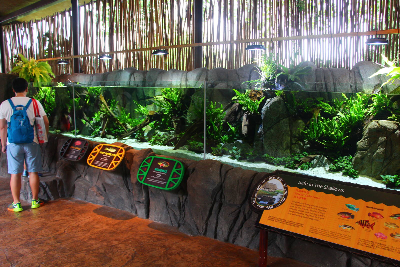 Congo River zone - Congo Beauties habitat