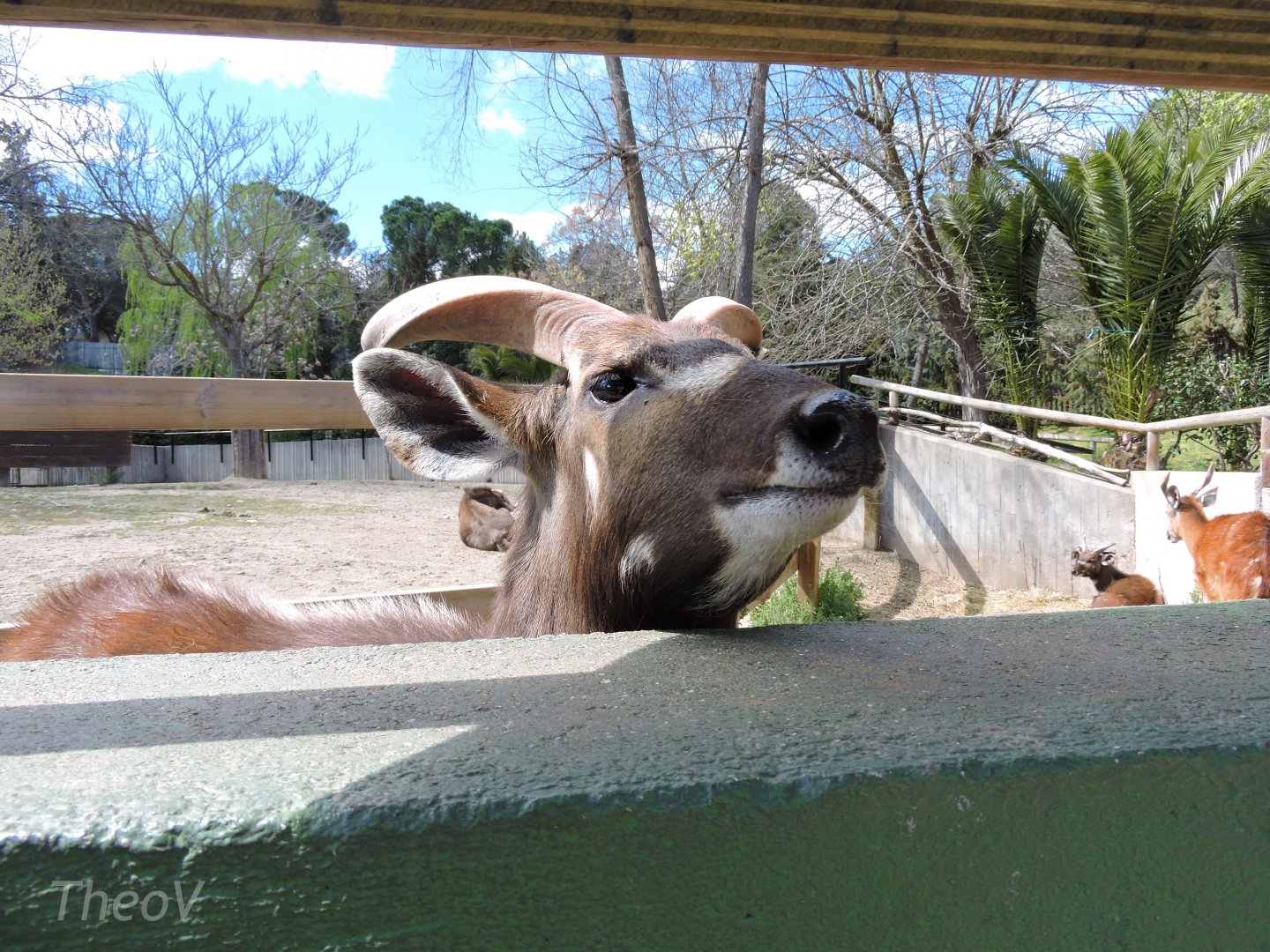Congo sitatunga [2016]