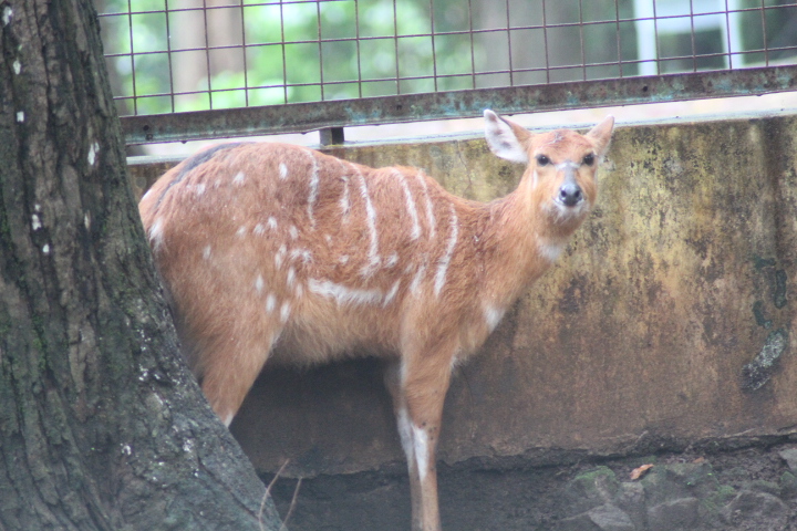 Congo sitatunga (Tragelaphus spekii gratus)