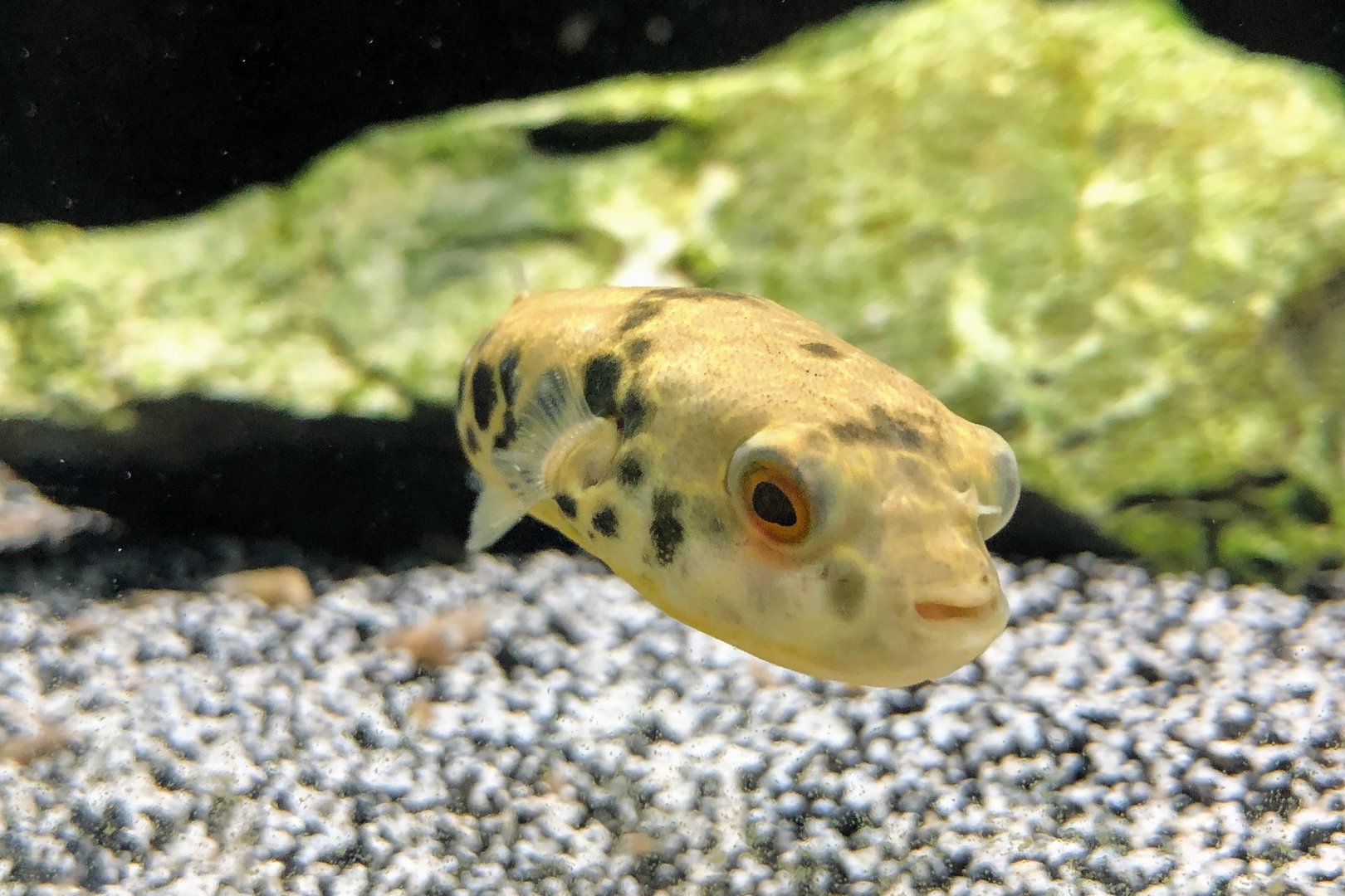 Congo Spotted Puffer (Tetraodon schoutedeni)