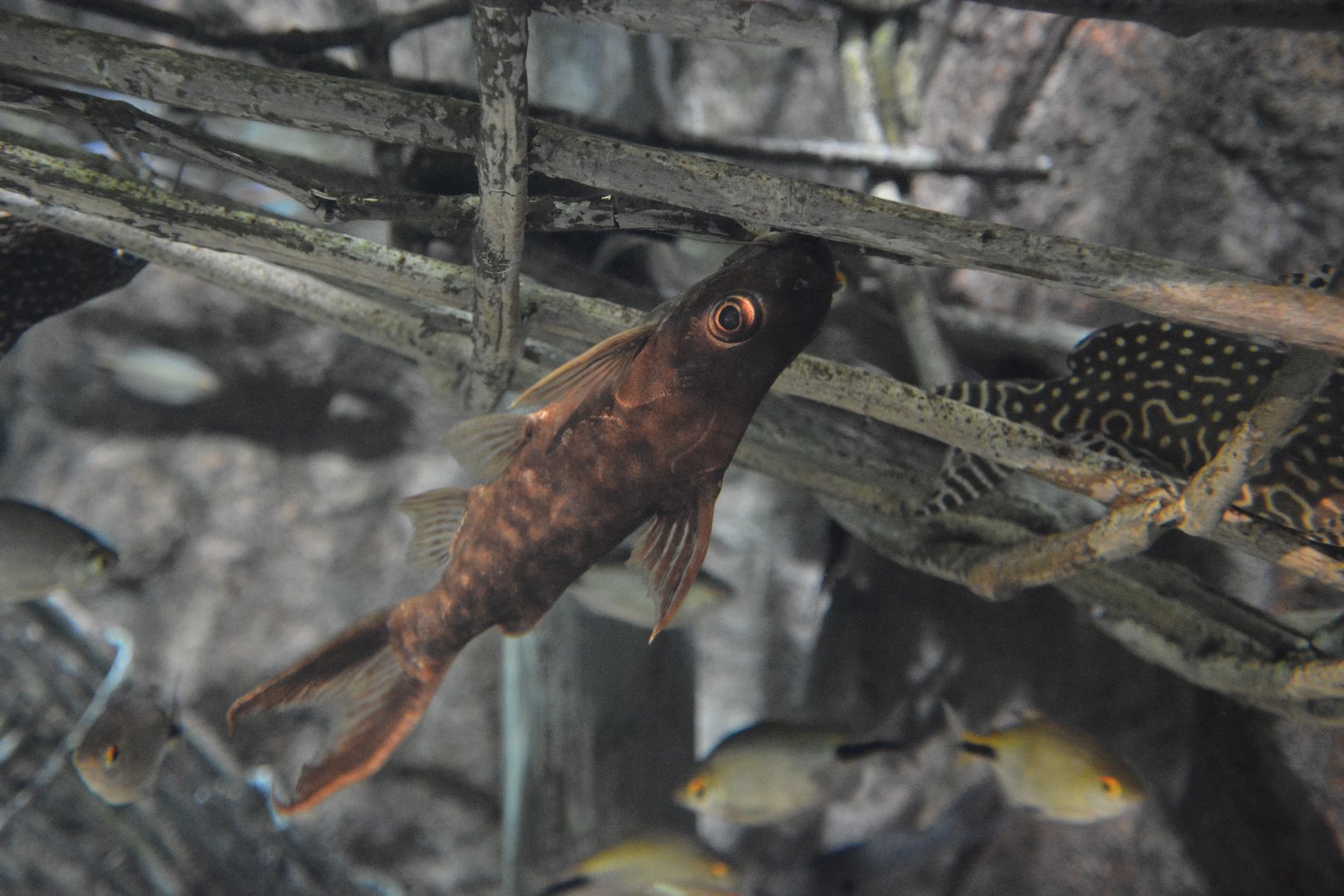 Congo squeaker (Synodontis pleurops)