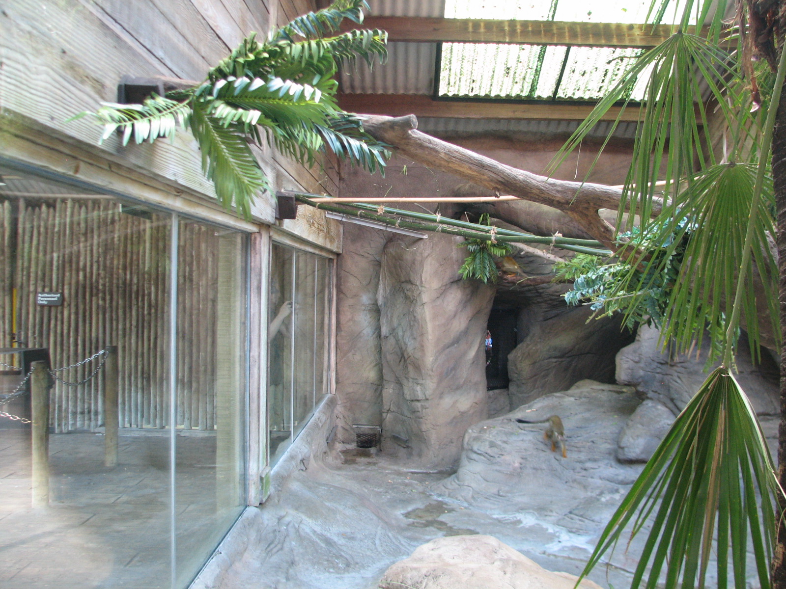 Congo - Squirrel Monkey Exhibit