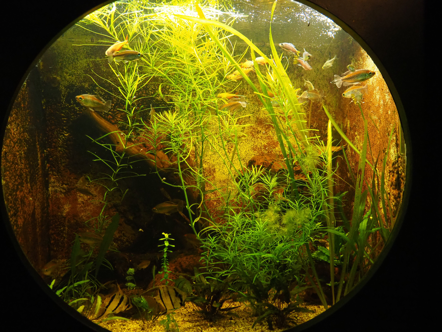 Congo tetra and Freshwater angelfish aquarium, 2019-10-05